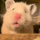 HaMsTeRpLaMsTeR123